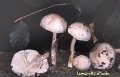 Zhuliangomyces illinitus-amf1246